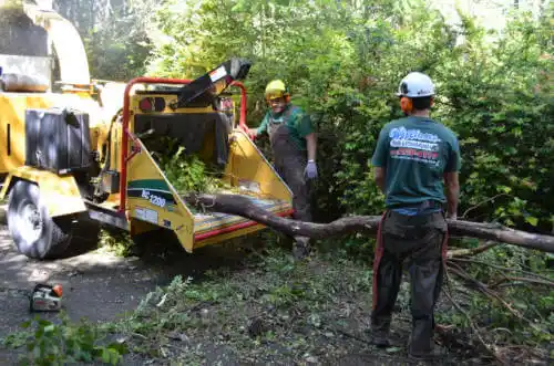 tree services Venice